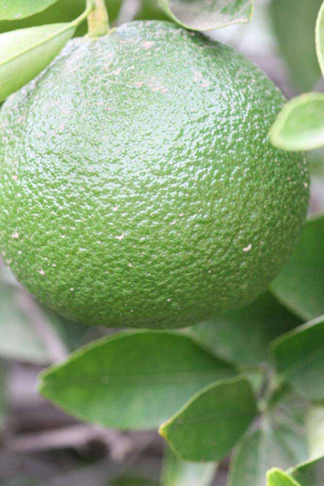            Immature fruit (Riverside, CA)   